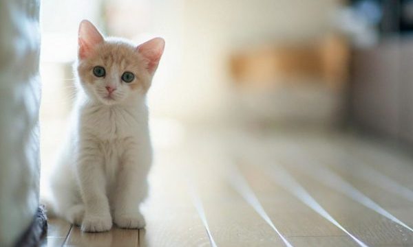 кошка